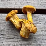 Pfifferlinge: Leckere Pilze zum Essen aus unseren Wäldern